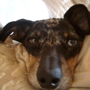 Meet your Posher, Greta